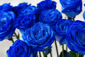 Fototapeta na wymiar Beautiful blue roses on light background, closeup