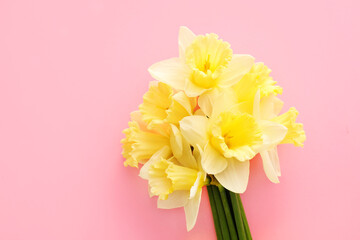 Beautiful daffodils on color background