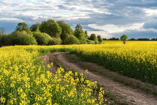 Spring countryside view with dirty road, rapeseed yellow blooming fields, village, hills. High quality photo
