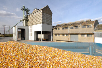 Livraison de maïs grain dans une coopérative agricole