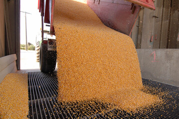 Livraison de maïs grain dans une coopérative agricole