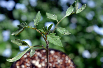 中玉トマトの4月中旬の芽、苗。野菜、家庭菜園、畑イメージ素材