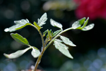 中玉トマトの4月中旬の芽、苗。野菜、家庭菜園、畑イメージ素材