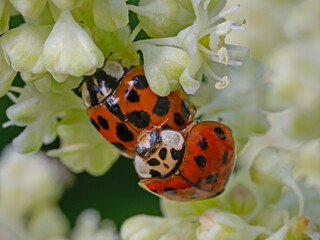 Ladybugs mating , Paarung der Marienkäfer (Subcoccinella vigintiquatuorpunctata)