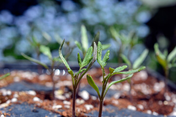 中玉トマトの4月上旬の芽、苗。野菜、家庭菜園、畑イメージ素材