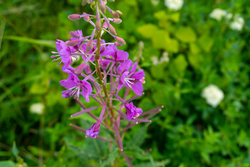 Flowering in the garden Flowers of beautiful pink with lilac color