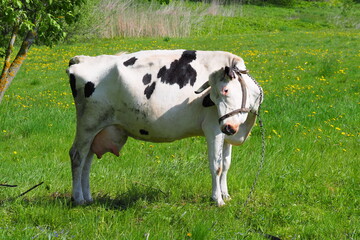 adult cow grazes in the summer on the eastern green meadow