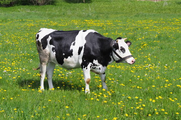 adult cow grazes in the summer on the eastern green meadow