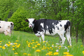adult cow grazes in the summer on the eastern green meadow