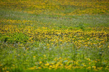 Fototapeta premium Yellow dandelions on the field, close-up .. Concept, Summer, blooming.