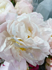 Close up of a peony flower