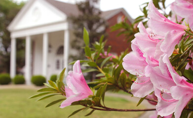 Azalea Flowers with Historic Mansion in Background, Shallow DOF, Focus on Flowers