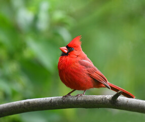 red cardinals standing on the spring green tree branch - Powered by Adobe