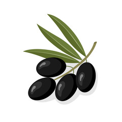 Olive black of useful natural organic delicious fruit with leaves. Realistic illustration. Can use as a symbol, icon, emblem, label, logo. Vector illustration