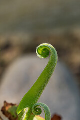 close up of one isolated curvy fern leaf in the garden