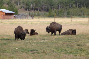american buffalo in park national park