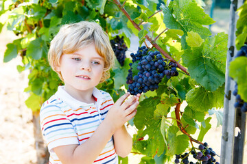 Smiling happy blond kid boy picking ripe blue grapes on grapevine. Child helping with harvest. amous vineyard near Mosel and Rhine in Germany. Making of delicious red wine. German Rheingau region.