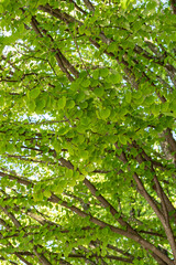dense heart shaped green leaves covering the branches on the trees from the roadside