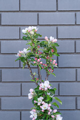 a bunch of tiny pink flowers blooming on the branches in front of a grey blocked wall