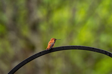 close up of a tiny Rufous hummingbird resting on the metal bar of the bird feeder in the park