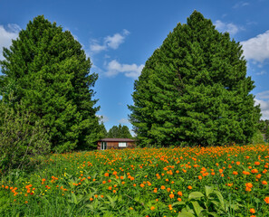 Obraz premium Large orange flowering meadow at the edge of coniferous forest. Small wooden house under huge cedars in background. Spring idyllic landscape with orange Globe-flowers (Trollius asiaticus)