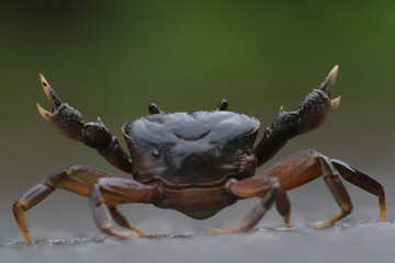 Wild Crap at Kaeng Krachan National Park in Thailand