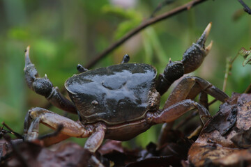 Wild Crap at Kaeng Krachan National Park in Thailand