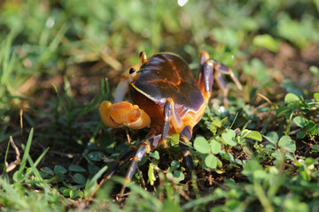 Wild Crap at Kaeng Krachan National Park in Thailand