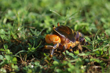 Wild Crap at Kaeng Krachan National Park in Thailand