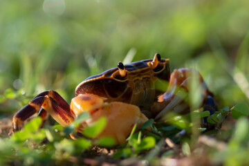 Wild Crap at Kaeng Krachan National Park in Thailand