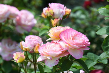 Obraz premium バラの花