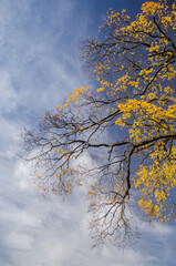 Yellow maples in sunny autumn day. Almost all the pages have fallen.