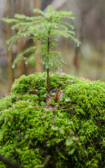 New spruces grow on mossy old logs.