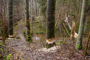 Trees in forest gnawed by beavers.