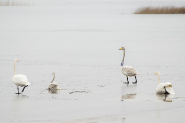 Swans on the ice of the lake.