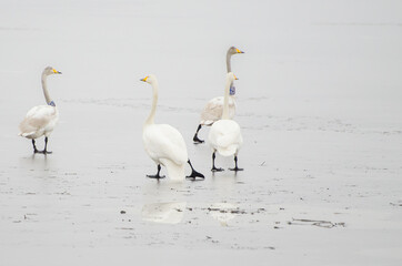 Swans on the ice of the lake.
