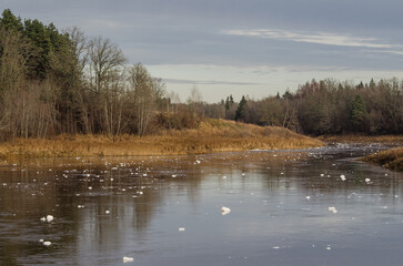 River Venta with foam in autumn day, Latvia.