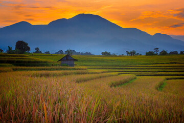 landscape view The vast expanse of yellow rice fields in the morning in a beautiful and beautiful rural nature on a mountain of leaves in Indonesia