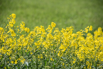 flowering rapeseed plants in a field in spring