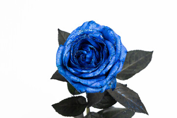青い薔薇　Blue rose flower photo for background 