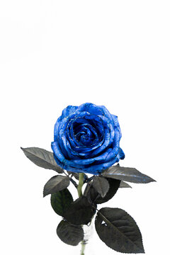 青い薔薇　Blue rose flower photo for background 