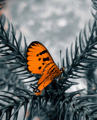 butterfly on a leaf