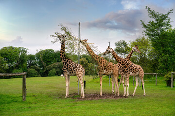 Giraffes in the park