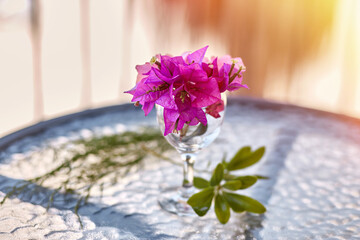 Summer surreal flowers creative trendy concept. Pink flowers Bougainvillea in a glass of wine on the glass table. Summer vacation concept
