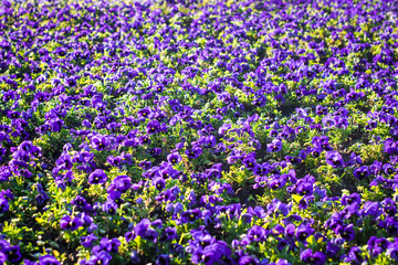 Dark Velvet Storm Blue petunias. colorful flower bed, summer background. gardening and landscaping