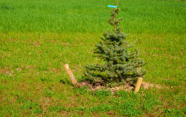 A young spruce sapling with stakes for garter plants