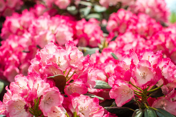 Fototapeta premium Beautiful blooming pink bush- flowering shrubs. Pink, summer flower background. gardening. sunny day.