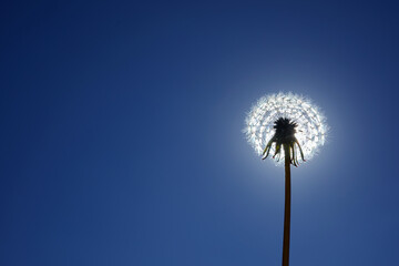 Fototapeta premium A white fluffy dandelion on blue sky. A round head of a summer plant. The concept of freedom, dreams of the future