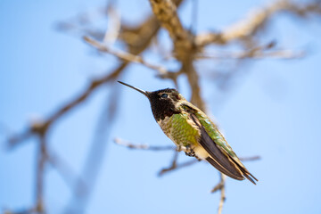 Green hummingbird with black head sits on a branch. Wildlife photography.
