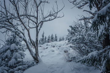 Winter in Tatra Mountains, Poland. Narrow hiking trail covered with fresh cold snow, dark morning and overcast sky. Selective focus on the plants, blurred background.